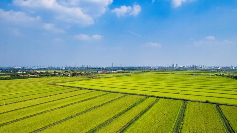 成都生鲜配送中心建设方案：构建高效冷链物流的关键要素