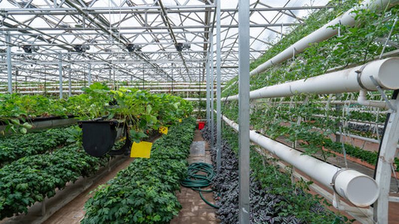 种植养殖结合：优势与挑战并存