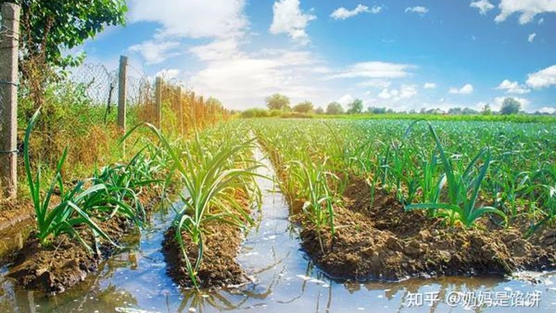 山东农资价格波动背后的市场逻辑**