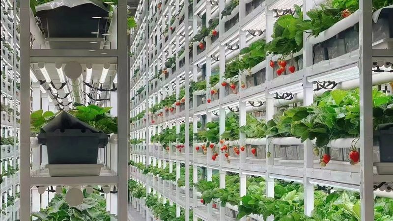 合作社饲料批发价格查询：如何规避误区，找到性价比高的产品